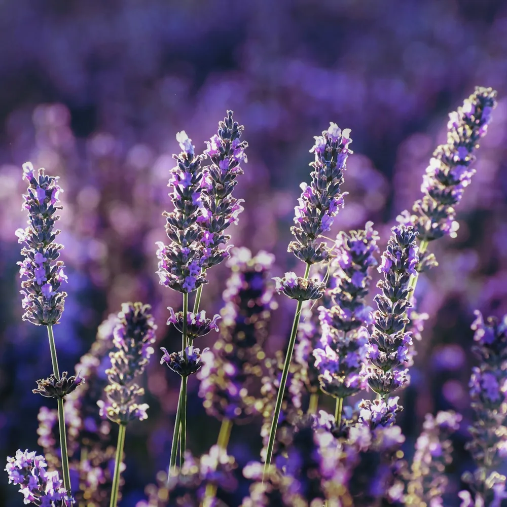Kwitnąca lawenda – nuta serca perfum Chogan Volt