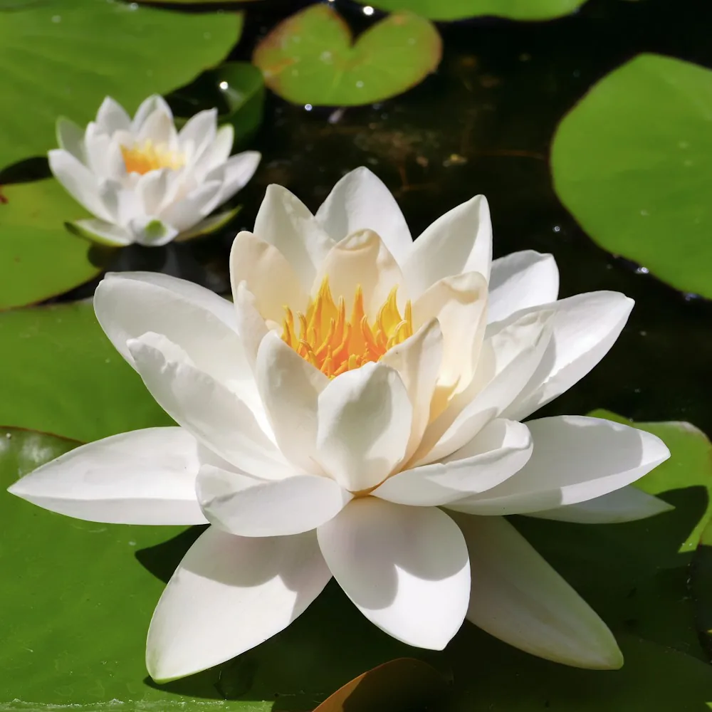 Biała lilia wodna na stawie – nuta serca perfum Chogan 049 Pearl Bloom