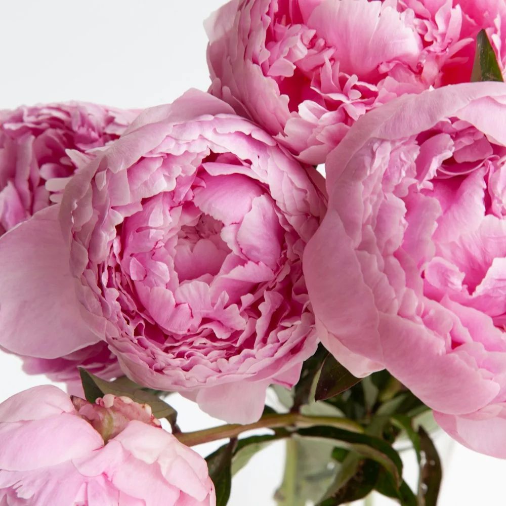 Różowe kwiaty piwonii – nuta głowy perfum Chogan 153 Rose Dust