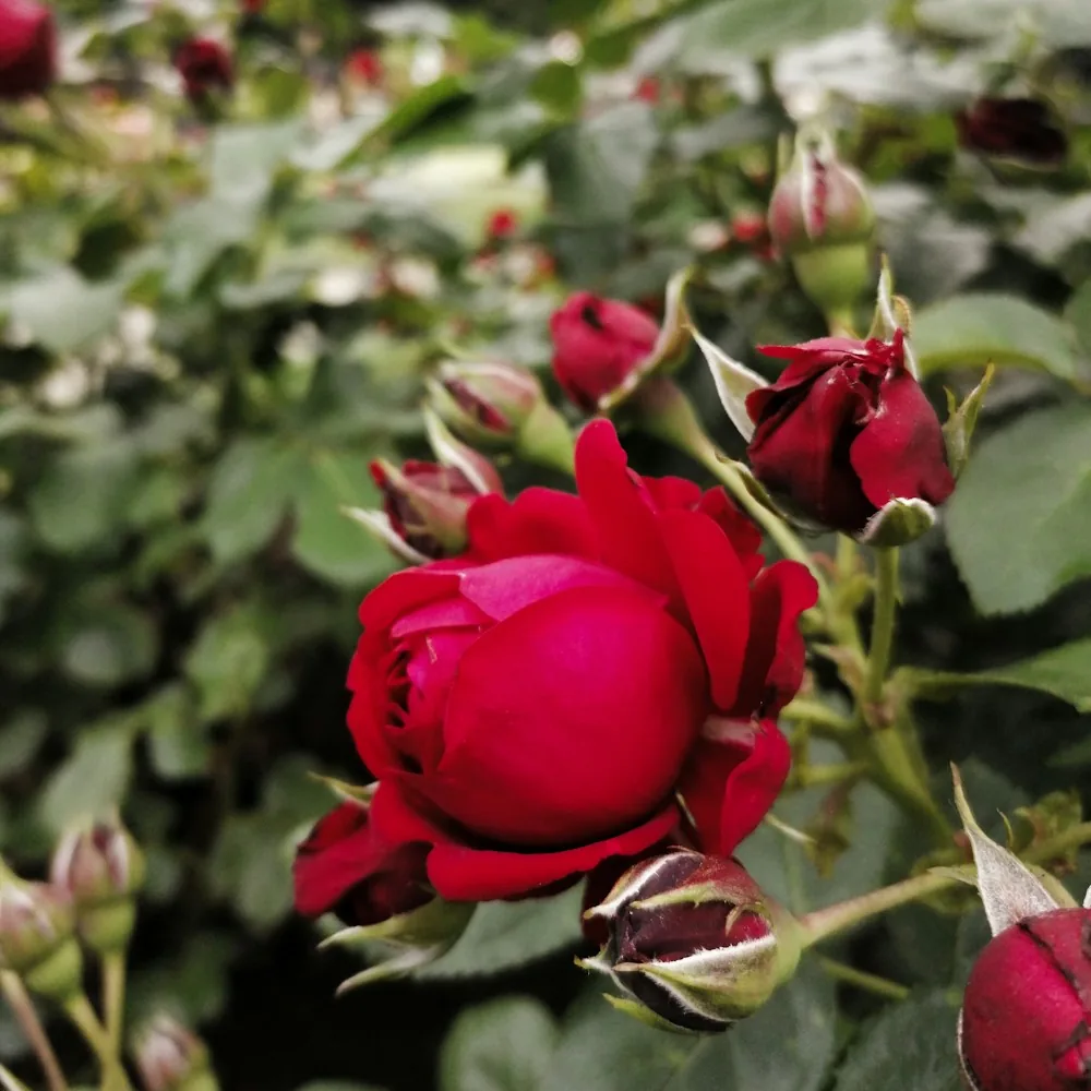 Czerwona róża z pąkami w ogrodzie – nuta serca perfum Chogan 080 Absolutely